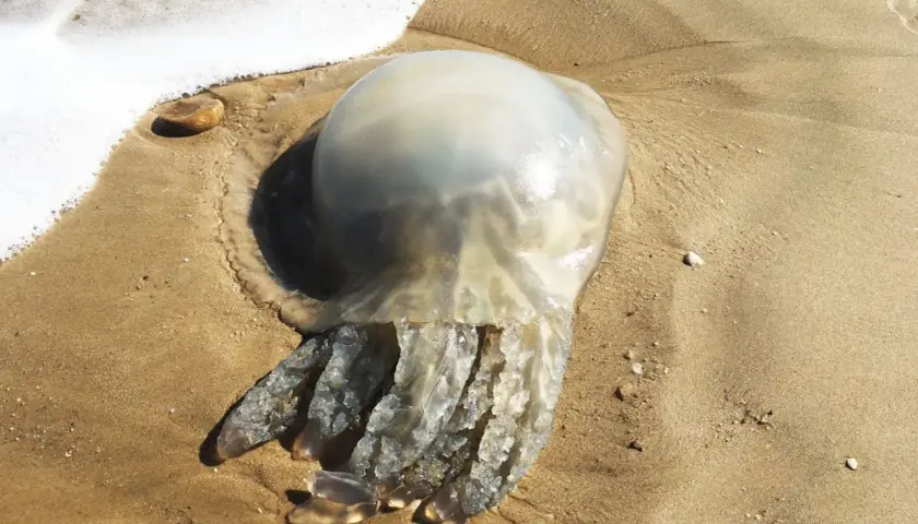 Une grosse méduse échouée sur le sable, près de la mousse de l'eau. Une petite méduse échouée sur la plage.