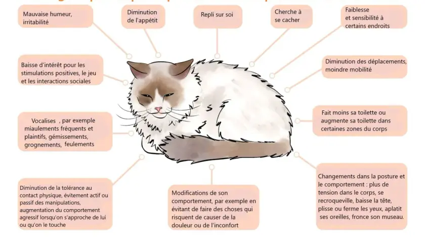 Ce chat, aux signes de malaise, semble-t-il sent sa mort venir ? L'image liste les indices de souffrance féline : irritabilité, perte d'appétit, repli sur soi, etc.