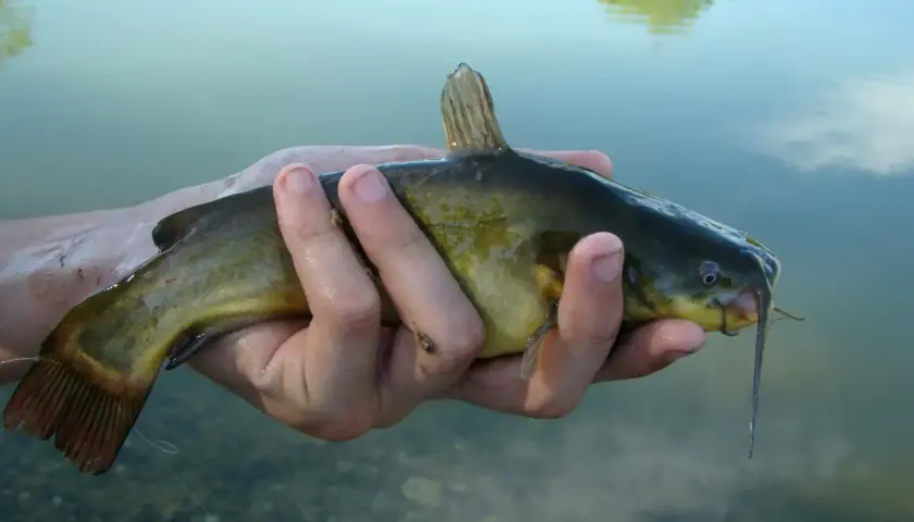 Main d'un pêcheur tenant un poisson-chat, un poisson-chat potentiellement dangereux pour l'homme, avec des barbillons caractéristiques.