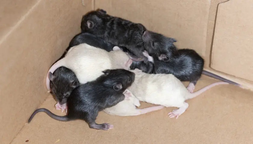 Une portée de ratons nouveau-nés, noirs et blancs, se blottissent ensemble dans une boîte en carton.