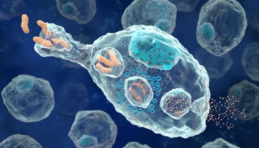 Un globule blanc, exemple de ce que veut dire bio, phagocyte des bactéries. Il est entouré d'autres cellules.