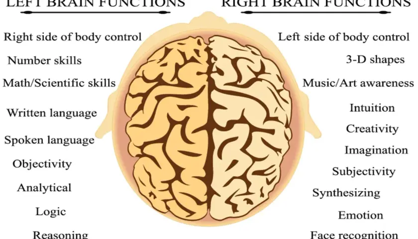 Vue aérienne du cerveau divisé en zones : fonctions du cerveau gauche (logique, langage) et du cerveau droit (créativité, émotions).