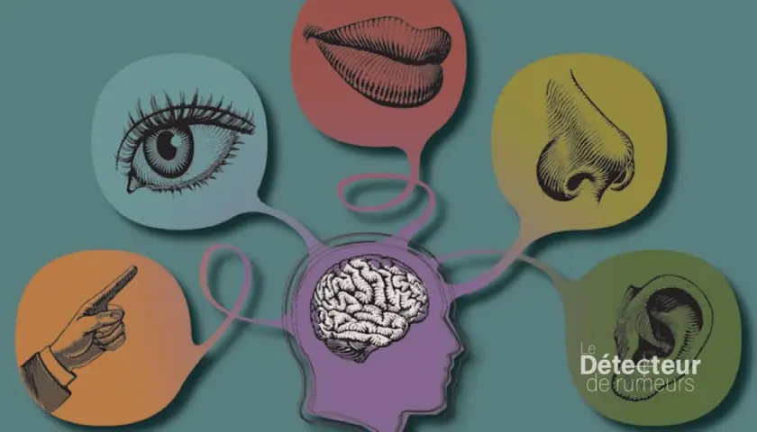 Cerveau relié à des bulles représentant les sens : œil, bouche, nez, oreille, doigt. Une illustration qui explore la liste des 21 sens du corps humain.