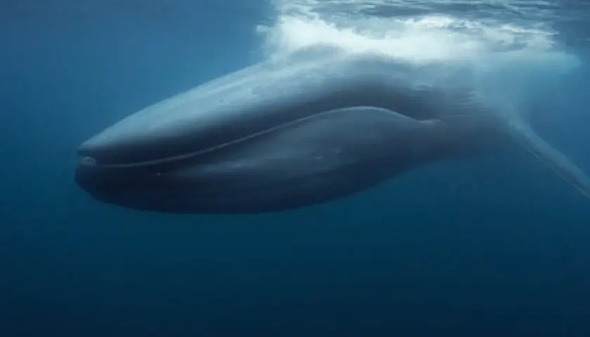 Une baleine bleue émerge, son souffle créant des remous à la surface. Un signe de vie, peut-être lié à la gestation baleine bleue.