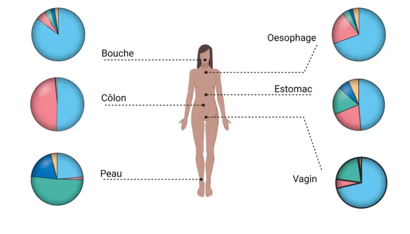 Diagramme montrant le nombre de bactéries dans le corps humain, avec des camemberts illustrant la composition des microbiotes dans la bouche, le côlon, la peau, l'œsophage, l'estomac et le vagin.