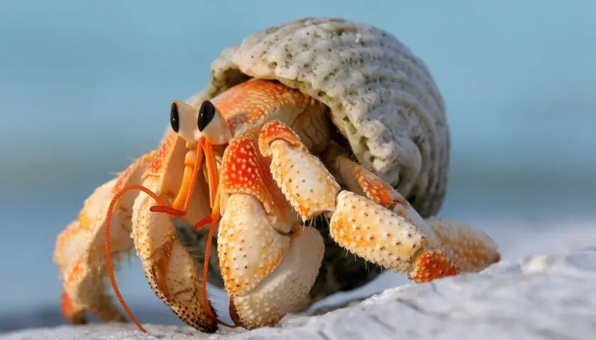 Un bernard l'hermite, avec ses pattes orangées et sa coquille blanche, explore le sable.