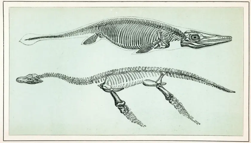 Squelettes de créatures marines préhistoriques, des animaux qui vivaient bien avant les dinosaures.