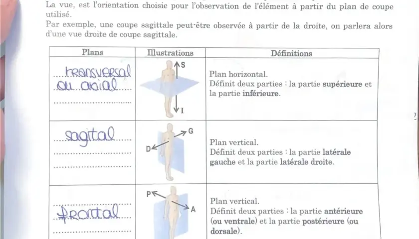 Tableau comparant les plans de coupe : transversal, sagittal et frontal, avec illustrations et définitions. Ces plans permettent des vues transversale et longitudinale du corps.