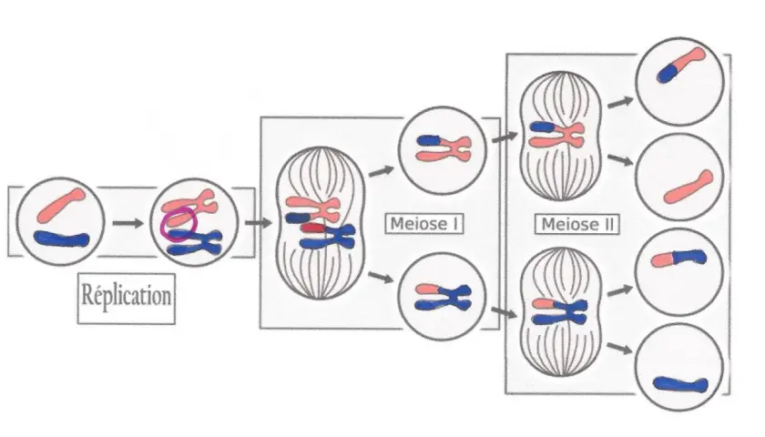 Schéma de méiose montrant la réplication, la méiose I et la méiose II. Une anomalie, comme une trisomie, pourrait survenir si les chromosomes ne se séparent pas correctement.
