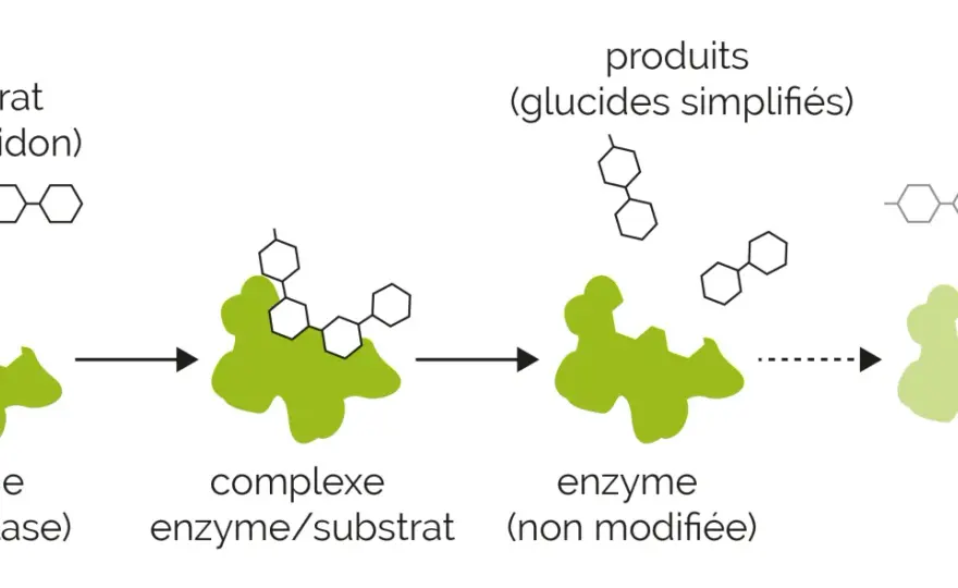 Complexe enzyme-substrat - Le secret des réactions rapides
