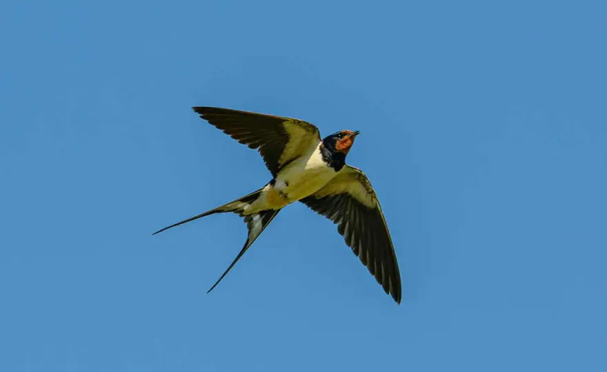 Hirondelles volent bas - Vraiment un signe de pluie ?