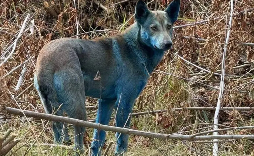 Animaux de Tchernobyl - Vraies mutations ou mythes?