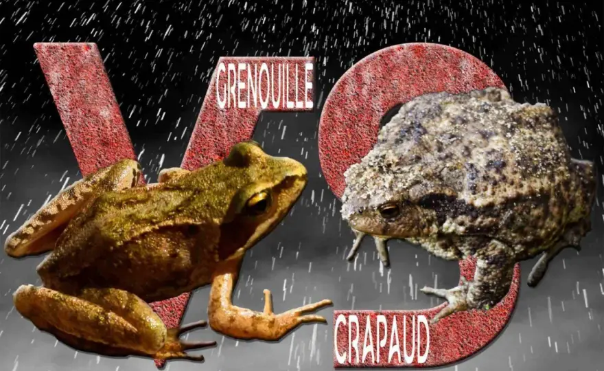Grenouille ou Crapaud - Ne vous trompez plus jamais !