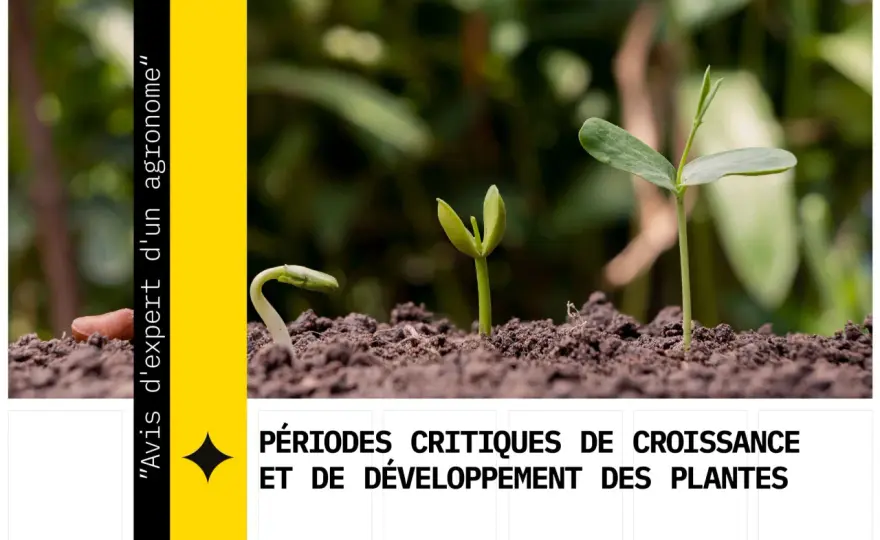 Croissance des plantes - Comprendre leur développement et s'épanouir