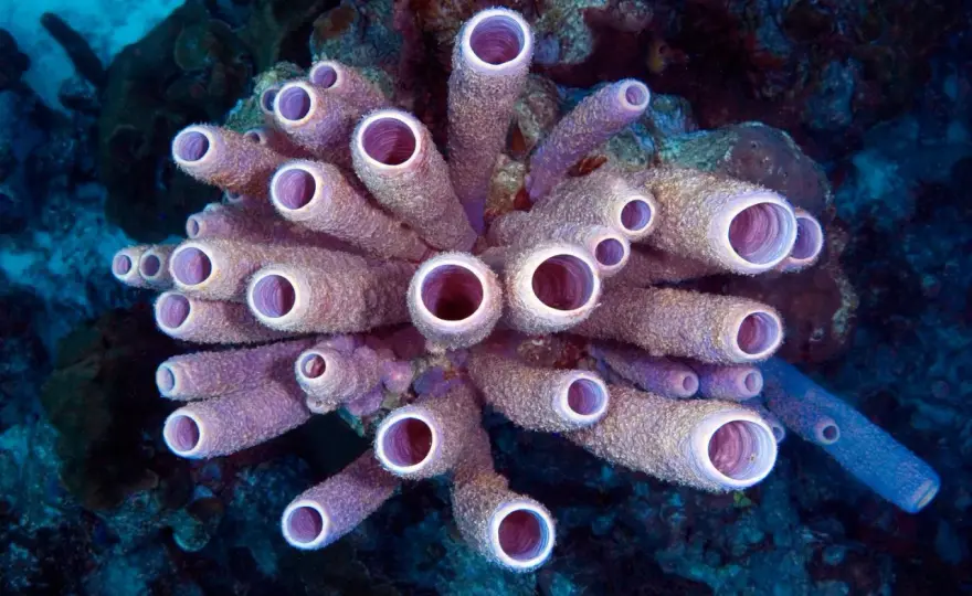 Éponge marine - Cet animal est plus étrange qu'il n'y paraît