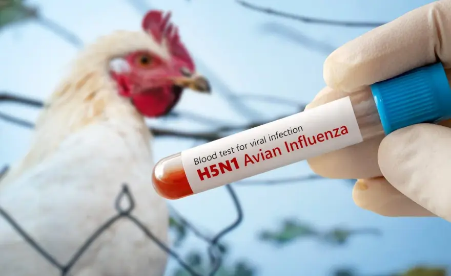 Grippe aviaire poulet - Protégez votre élevage en 2026