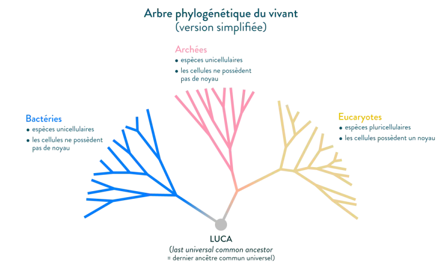 Classification du vivant - Comprendre l'arbre phylogénétique
