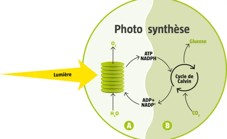Photosynthèse - La phase photochimique expliquée simplement