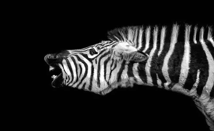 Animaux noirs et blancs - Pourquoi ce contraste ?