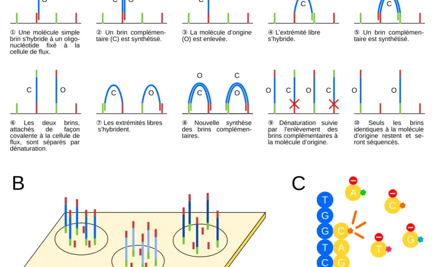 Séquençage haut débit - Guide complet pour la biologie évolutive