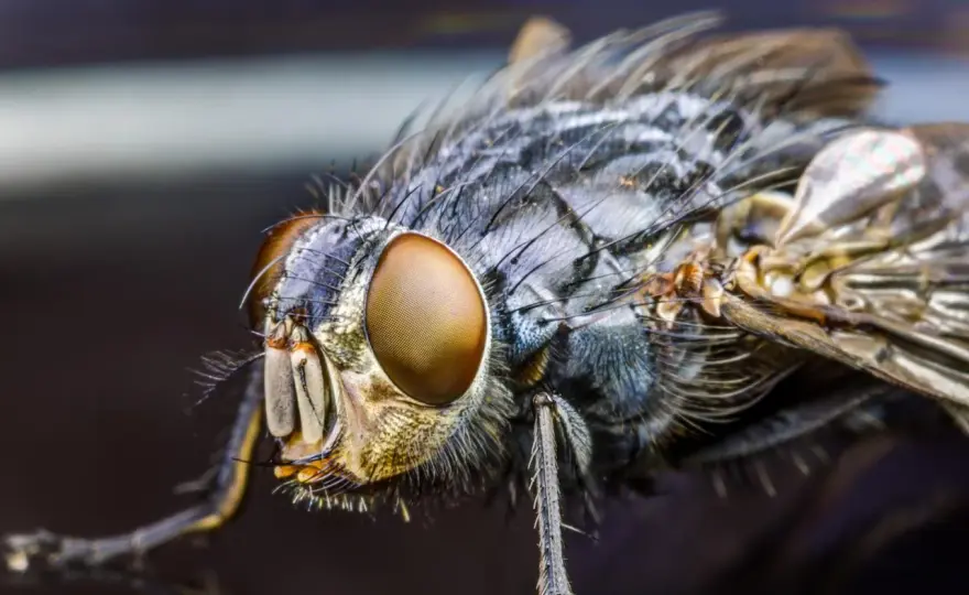 Yeux de mouche - Vraiment si incroyables?