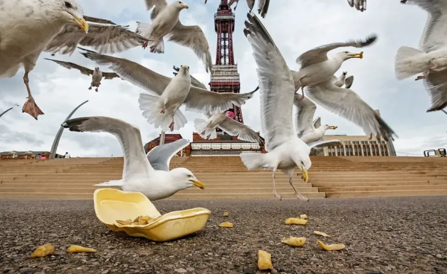 Vol de mouette - Décryptez ses secrets et apprenez à l'observer