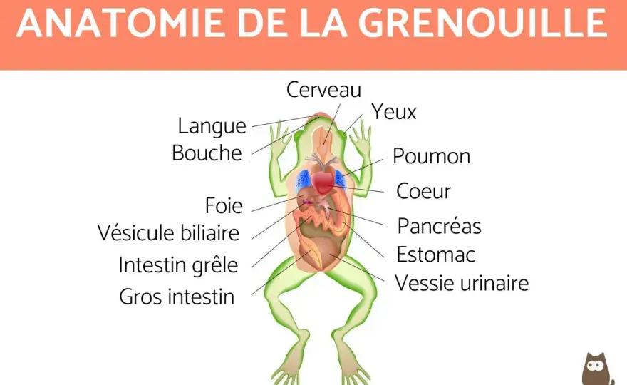 Schéma grenouille SVT - Légender sans erreur et comprendre