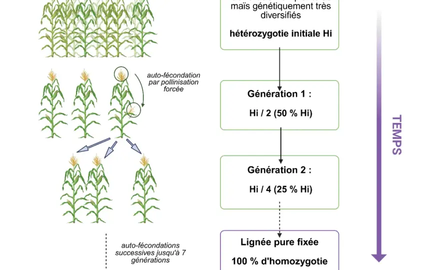 Domestication des plantes - Comment elle façonne notre avenir?