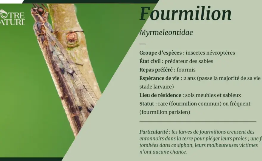 Fourmilion - Comment cette larve piège ses proies dans le sable
