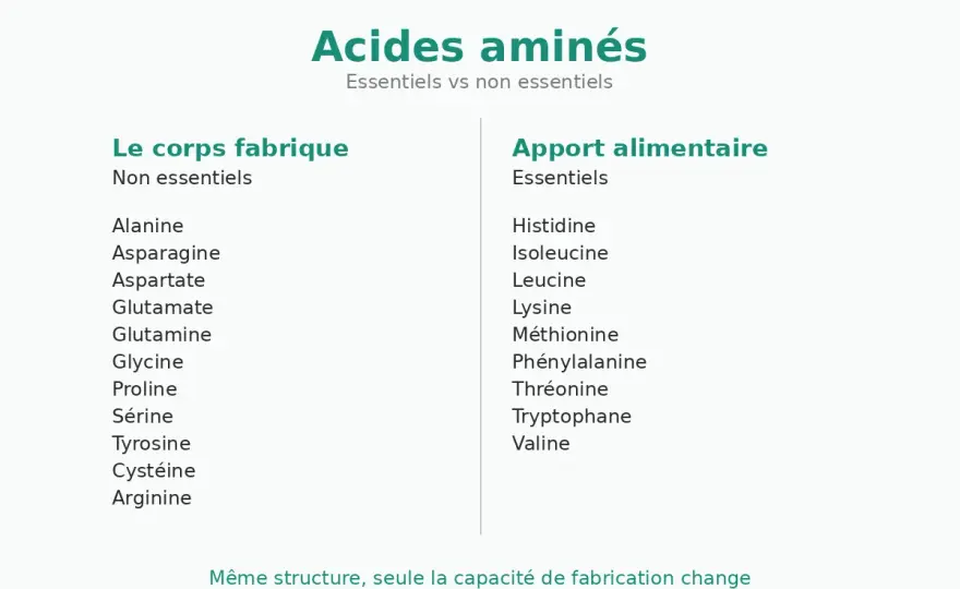 Acide aminé - Comprendre sa structure et son rôle vital