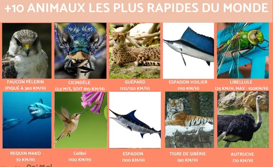 Animaux les plus rapides - Le classement qui change tout