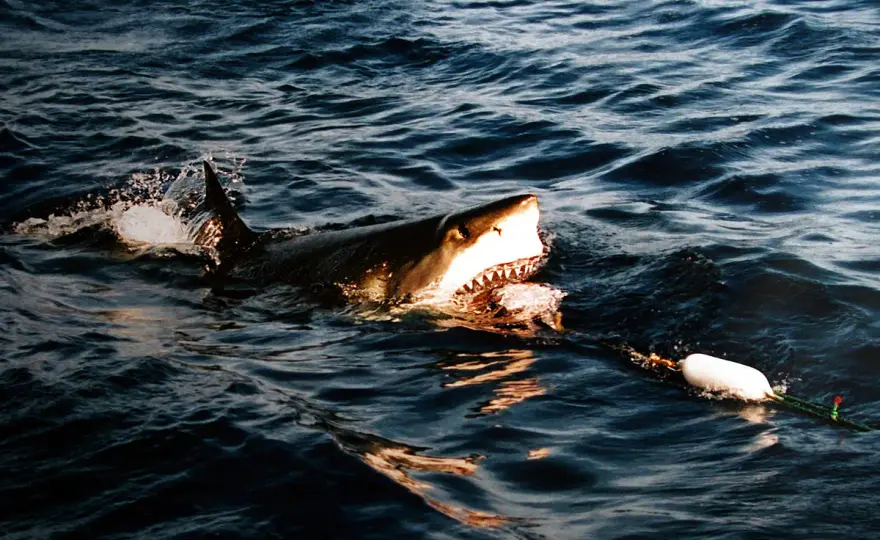 Grand requin blanc - Ce qu'il mange vraiment, au-delà des mythes