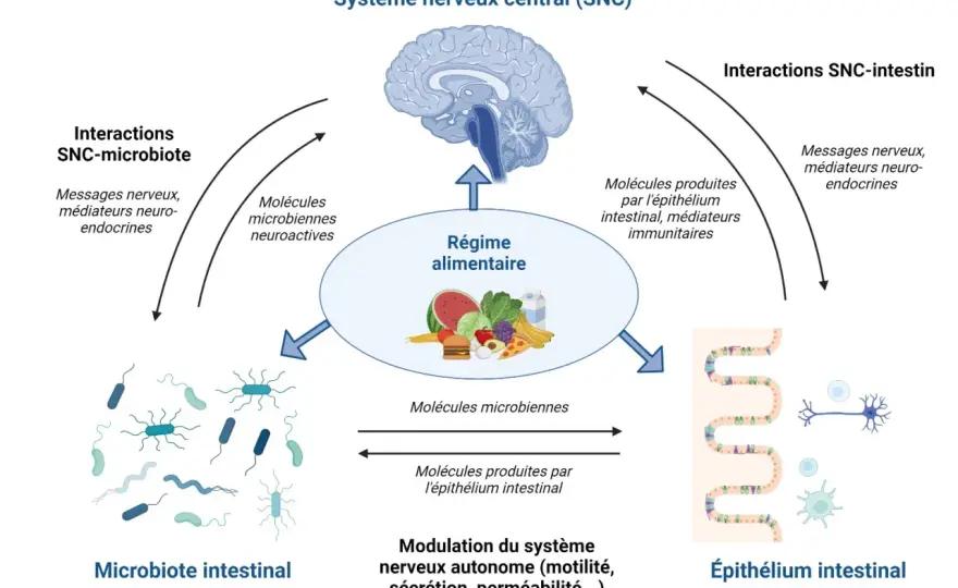 Microbiote vs Microbiome - La différence expliquée