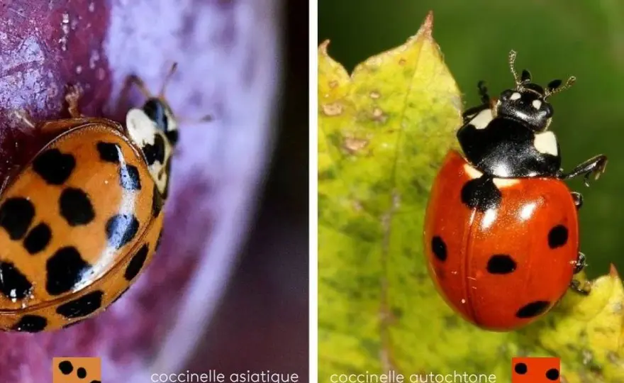 Coccinelle asiatique - Pourquoi est-elle devenue un problème ?