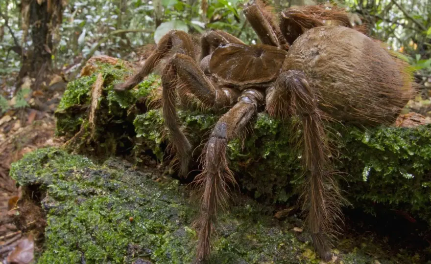 La plus grosse araignée du monde - Le vrai record dévoilé