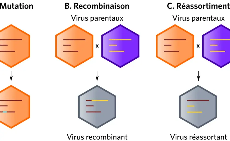 Virus - Comprendre son fonctionnement et son évolution