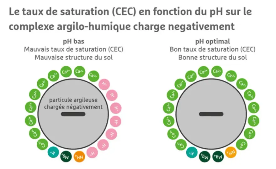 Complexe argilo-humique - Le secret d'un sol fertile et résilient