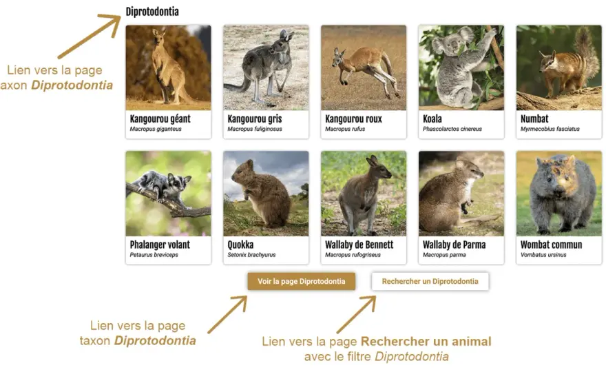 Marsupiaux - Comprendre leur classification et hiérarchie