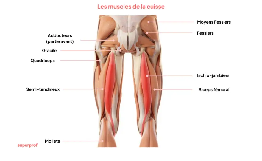 Muscle qui tressaille cuisse - Causes et solutions