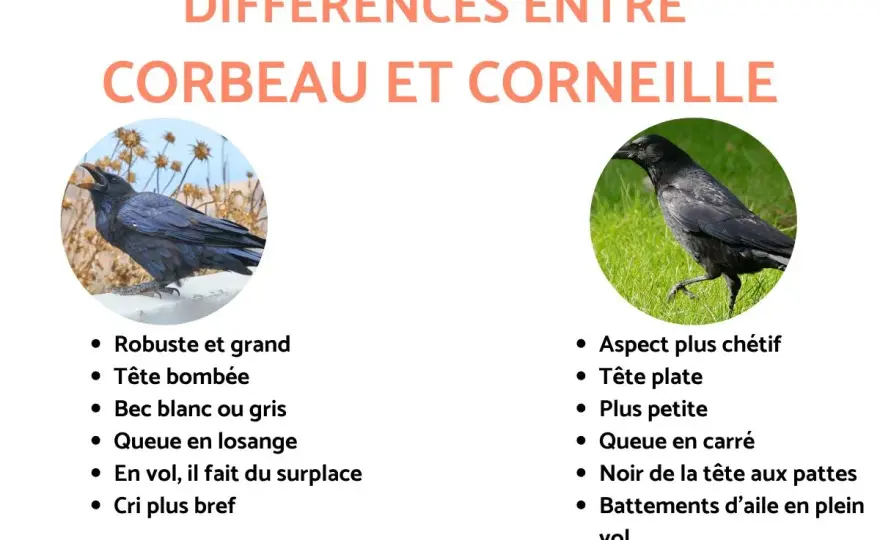 Corbeau ou corneille - 5 indices pour les distinguer facilement