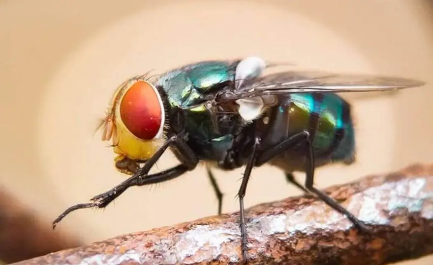 Pourquoi les mouches se frottent les pattes - La vraie raison