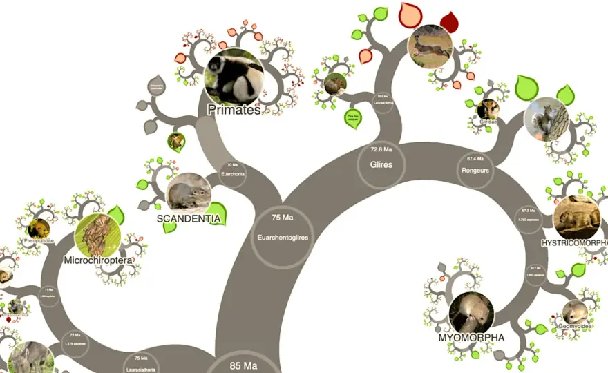 Arbre du vivant - Lire la carte de l'évolution des espèces