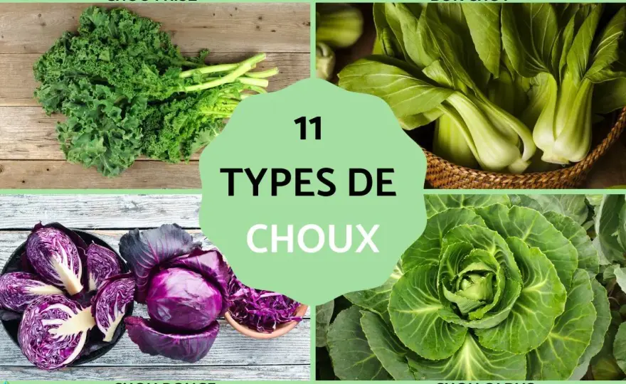 Variétés de choux - Le vrai nombre vous surprendra