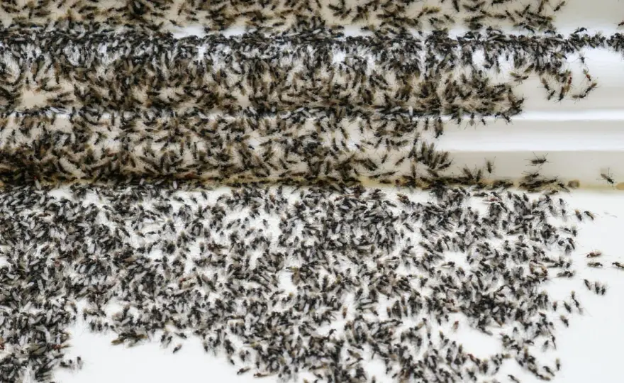 Fourmis volantes dans la maison - que faire ?