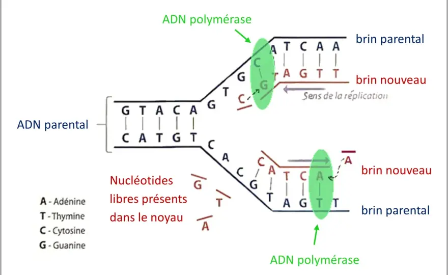 Réplication de l'ADN - Le secret de la vie et de l'évolution