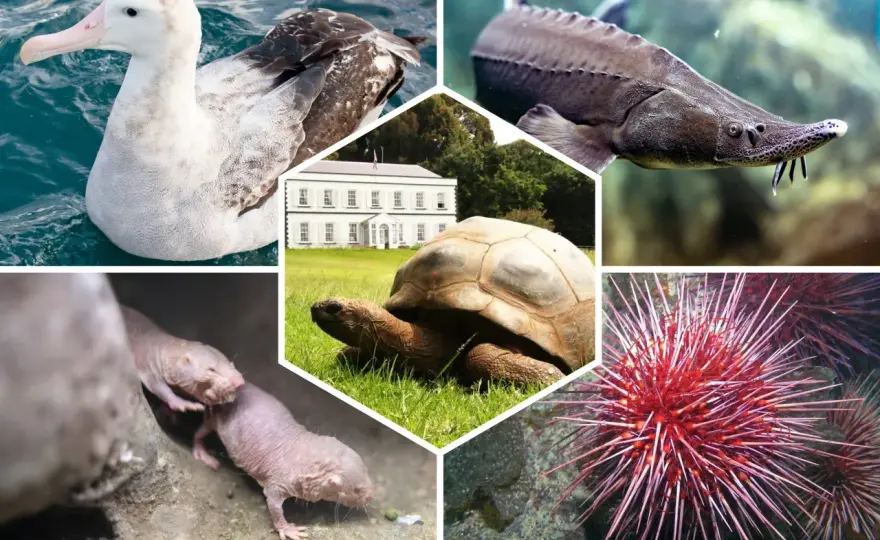 Quel animal vit le plus longtemps ? La réponse surprenante !