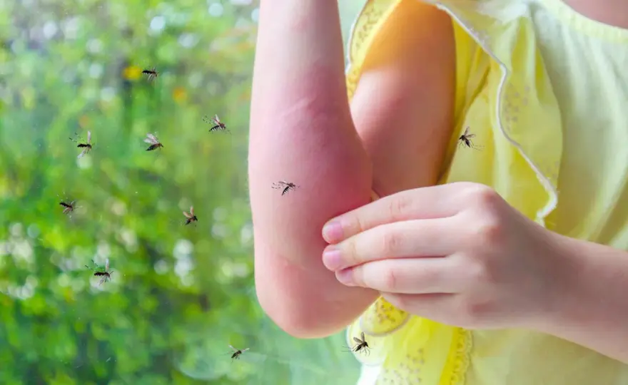 Pourquoi les moustiques vous piquent ? Découvrez les vraies raisons