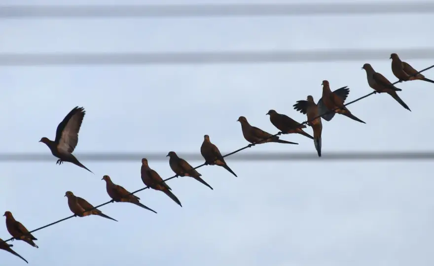 Oiseaux sur fils électriques - Le vrai secret anti-électrocution