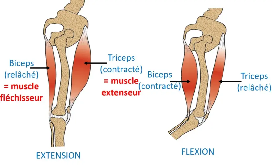 Muscle en activité - Que produit-il vraiment ? Comprenez tout