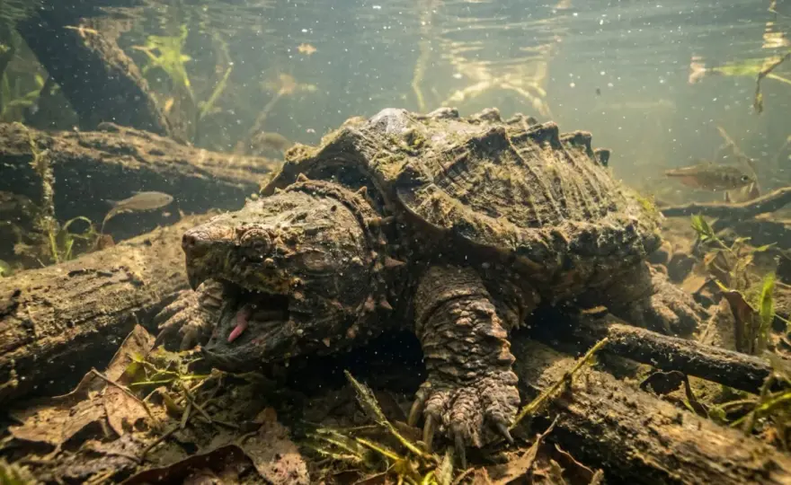 Tortue alligator - Morsure, habitat et identification